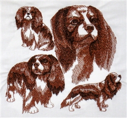 Dogs - Cavalier King Charles Spaniel