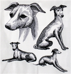 Dogs - Italian Greyhound