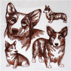 Dogs - Pembroke Welsh Corgi