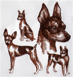 Dogs - Toy Fox Terrier