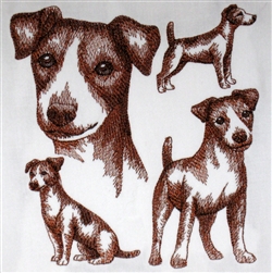 Dogs - Jack Russel Terrier