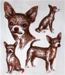 Dogs - Chihuahua - Short haired