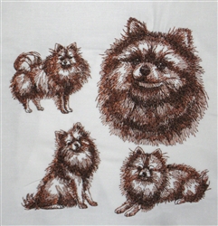 Dogs - Pomeranian