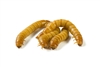 1000 Count Large Mealworms