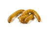 1000 Count Medium Mealworms