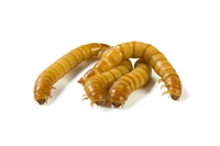 500 Count Large Mealworms