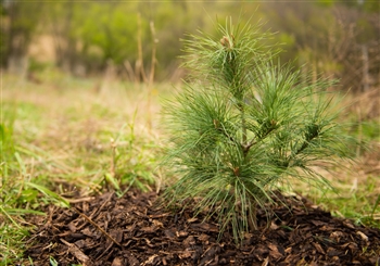 $1 Donation: let's plant some trees! (one tree planted per dollar donated)