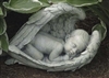 Sleeping Baby in Wings