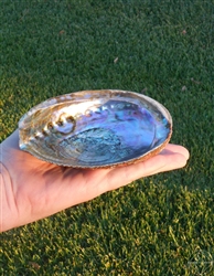 Abalone Shell