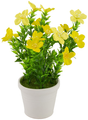 Yellow Impatiens Potted Plant