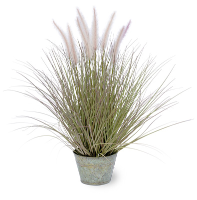 Dogtail Grass