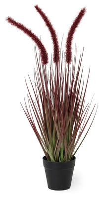 Dogtail Burgundy Small Grass