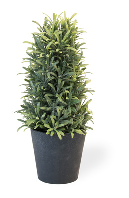 Rosemary Bush