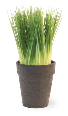 Potted Chives