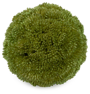 Tea Green Berry Ball - Large