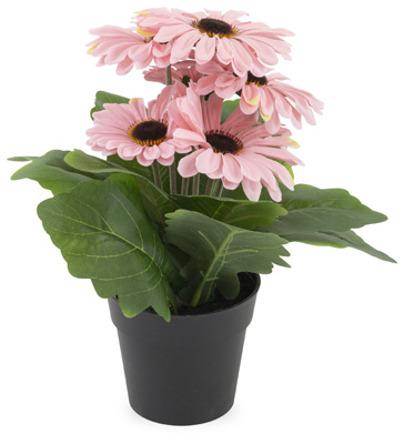 Pink Gerbera Daisy Potted Bush