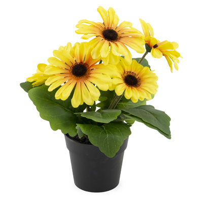 Yellow Gerbera Daisy Potted Bush