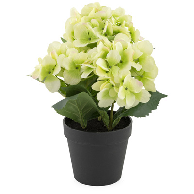 Light Green Hydrangea Potted Plant