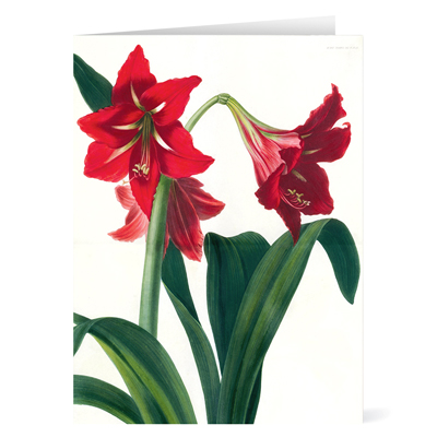 Say Hybrid Amaryllis Boxed Holiday Cards