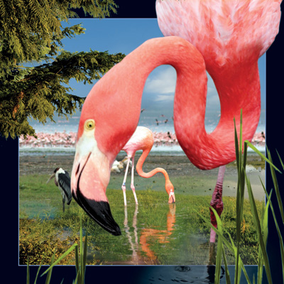 Worth Keeping Flamingo 4D Card