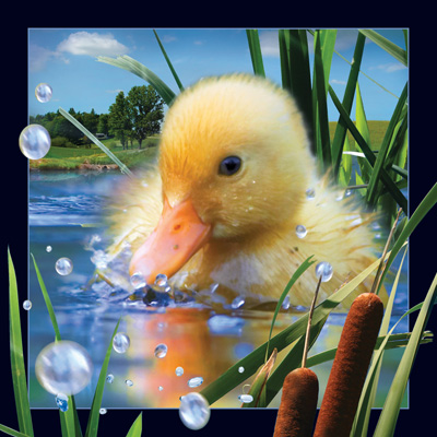 Worth Keeping Duckling 4D Card