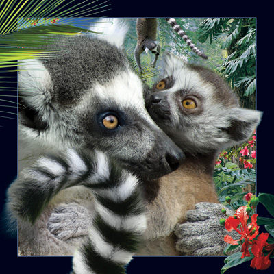 Worth Keeping Lemur 4D Card