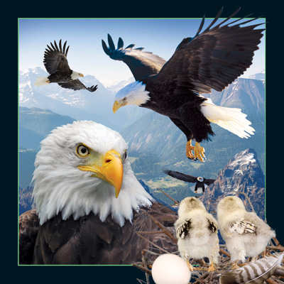 Worth Keeping Eagle 4D Card