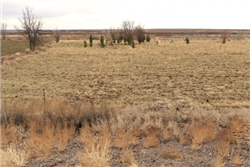 Arizona, Navajo County, 1.25 Acres Arizona Rancho, Lot 72 Rancho 75. TERMS $51/Month