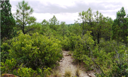 New Mexico, Otero County, 0.50 Acre Timberon, Lot 22. Water & Electricity.   TERMS $94/Month