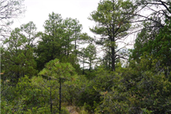 New Mexico, Otero County, 0.34 Acres Timberon, Lot 86.  Water & Electricity. TERMS $79/Month
