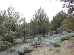 California, Lassen County,  20 Acres Moon Valley Ranch. TERMS $200/Month