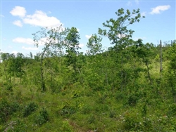 Missouri, Shannon County, 20.9 Acres Antler Ridge. TERMS $200/Month