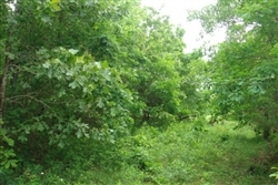 Missouri, Texas County, 5 Acres Whispering Oaks Ranch. TERMS $137/Month