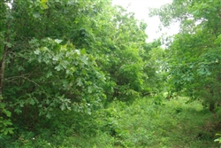 Missouri, Texas County, 5 Acres Whispering Oaks Ranch. TERMS $165/Month