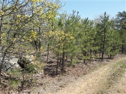 Oklahoma, Latimer  County, 5.92 Acre Pine Mountain Ranch. TERMS $185/Month