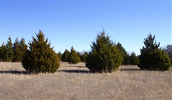 Oklahoma, Love County, 10.05 Acres Montgomery Ranch. TERMS $490/Month