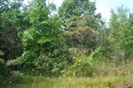 Tennessee, Wayne County, 20.34  Acre Sugartree Falls. TERMS $500/Month