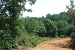 Tennessee, Wayne County, 9.06  Acre Sugartree Falls. TERMS $310/Month