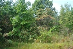 Tennessee, Wayne County, 6.45 Acre Sugartree Falls. TERMS $400/Month