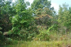 Tennessee, Wayne County, 6.45 Acre Sugartree Falls. TERMS $400/Month