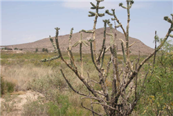 Texas, Hudspeth County, 0.16 Acre Sierra Blanca, Lot 49. TERMS $57/Month