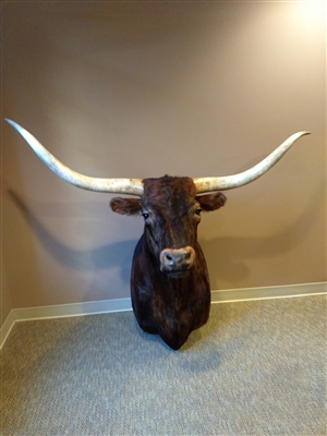 Longhorn Mount - Brindle