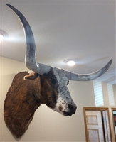 Longhorn Mount - Red & White