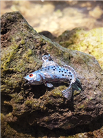 Trout  Pendant