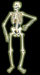 Jointed Nite-Glo Skeleton, 55 in