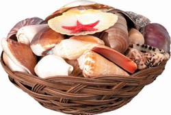 Basket of Seashells