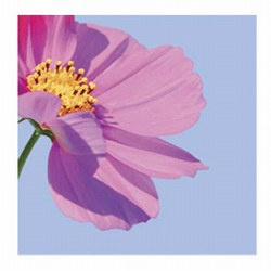 Spring Petals Luncheon Napkins