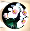 Lundberg Studios Daniel Salazar Moth Orchid Paperweight