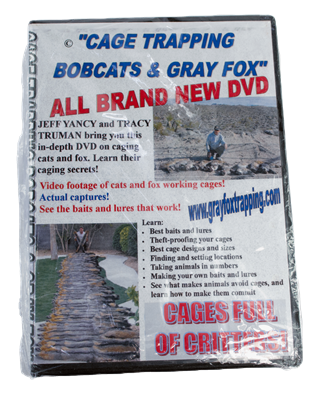Cage Trapping Bobcats & Gray Fox