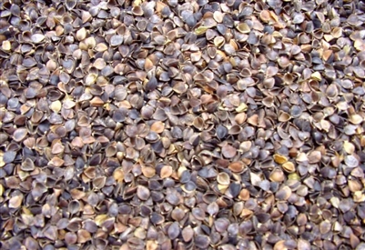 Buckwheat Hulls - 5 Pounds